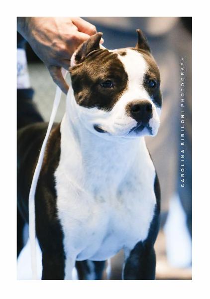 Elmer de Chelo's Blood | American Staffordshire Terrier 