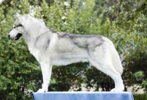 TRILLIUM BLUE'S STAR X'D LOVER | Siberian Husky 