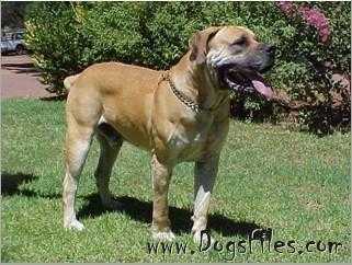 Bankfontein's Maybe | African Boerboel 