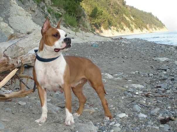 Blistatelnaya Businka iz Rostova Papy | American Staffordshire Terrier 