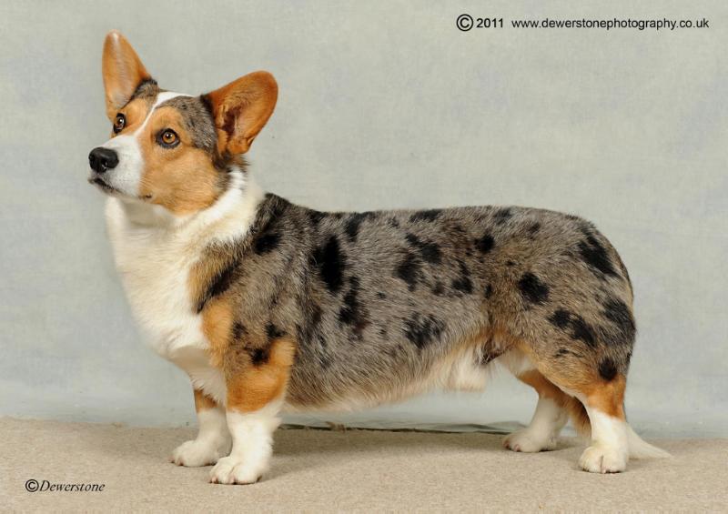 Stafflands Rhodri At Rhiwelli | Cardigan Welsh Corgi 