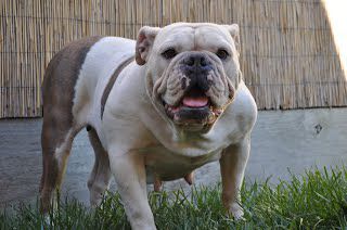 Pacific Blues Bistage | Olde English Bulldogge 