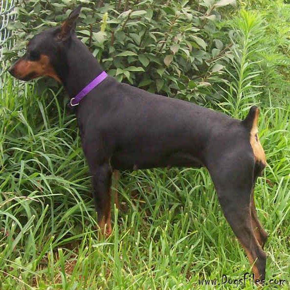 Dreamcatcher Reign v Adel | German Pinscher 