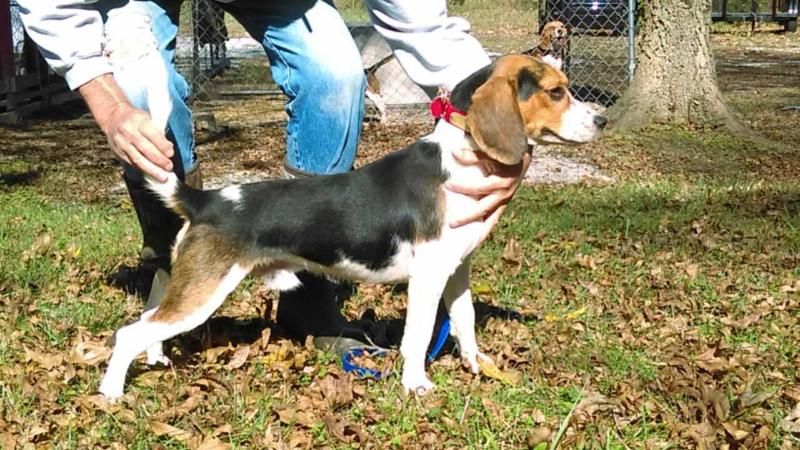 Hurricane Creek Buddy | Beagle 