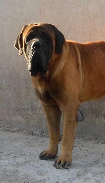 MARVELOUS MARVIN (ORDOÑEZ) | Mastiff 