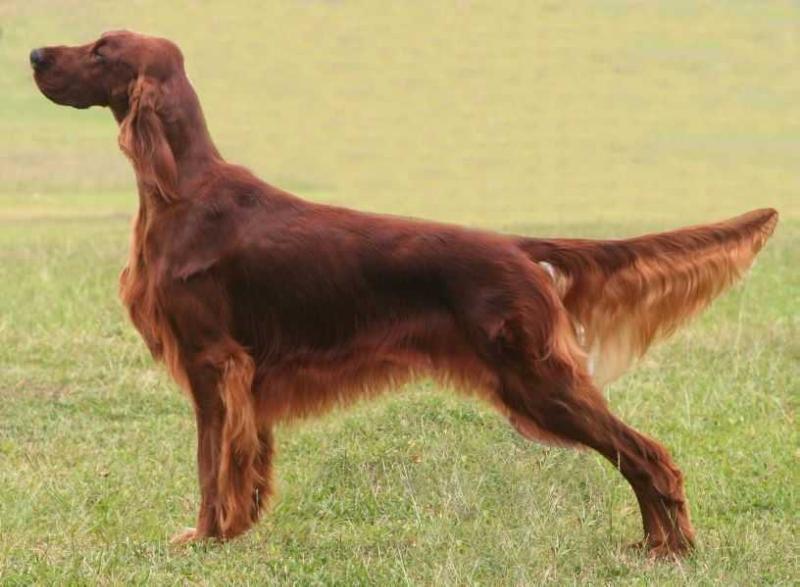 Triaccan Irish Cognac Folle Blanche | Irish Setter 