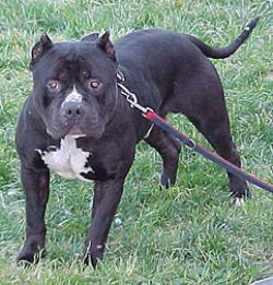 DO GOOD'S BIG BOI DNA-P | American Pit Bull Terrier 