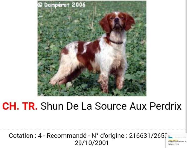 SHUN de la sources aux perdrix | Brittany 