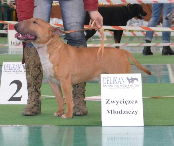 MOOLTI FASHION IN RED | Miniature Bull Terrier 