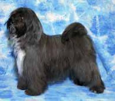 DSCHO UTRA JA-TSHA | Tibetan Terrier 