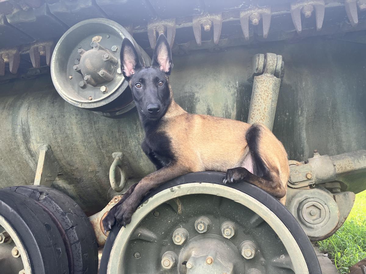 Erion | Belgian Malinois 