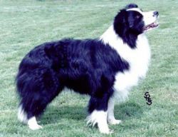 Altricia Kev | Border Collie 