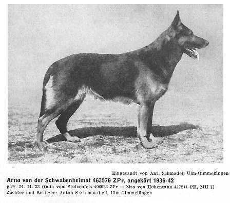 Arno von der Schwabenheimat | German Shepherd Dog 