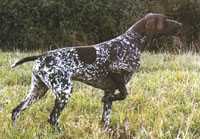 Vagant vom Hege-Haus | German Shorthaired Pointer 