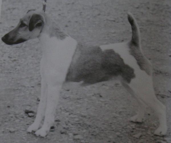 Sufredon Cinderella | Smooth Fox Terrier 