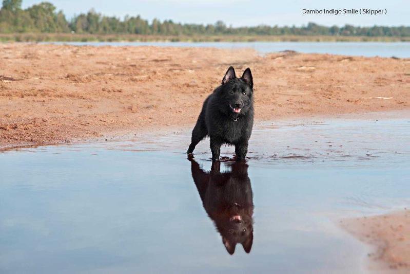 Indigo Smile Dambo | Schipperke 