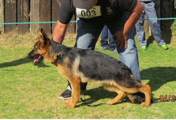 A-Tana von Cesar´s | German Shepherd Dog 