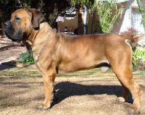 Grasland GBT Magic Bom-Bon | African Boerboel 