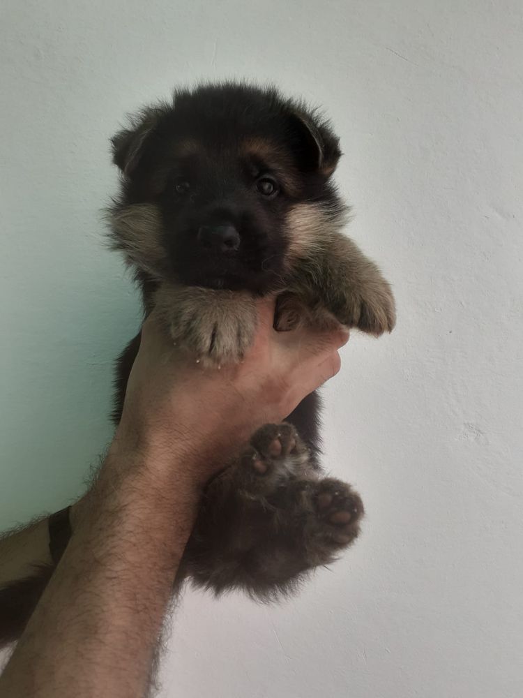 IKER DE FRAN-MAYOR | German Shepherd Dog 