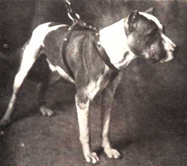 Semmes Colonel | American Pit Bull Terrier 