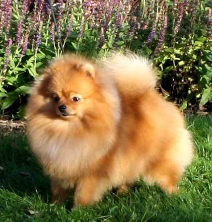 Black Orange's When Quality Counts | Pomeranian 