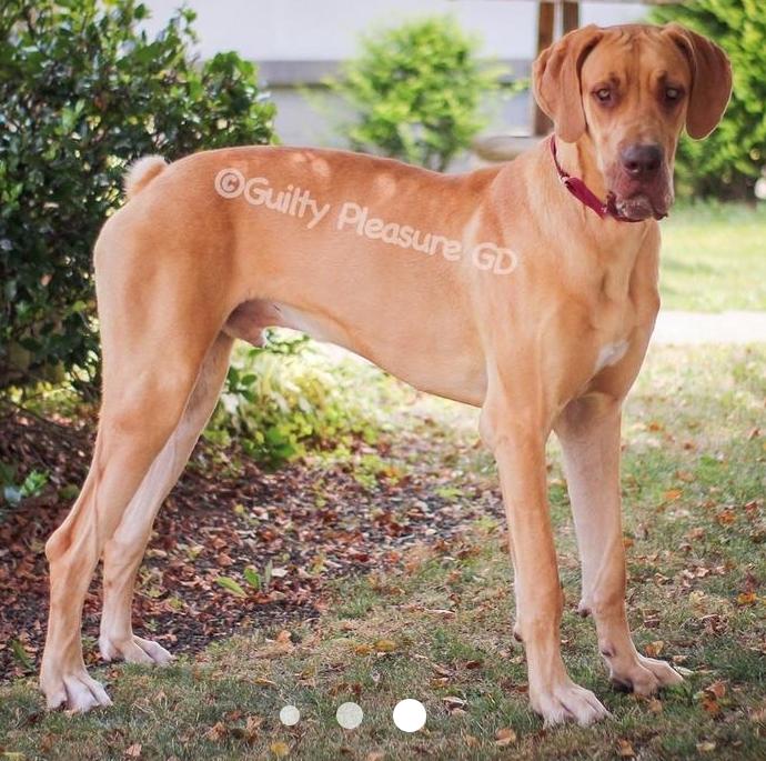 GPGD Oscar's Chocolate Cinnabon Of Britt | Great Dane 