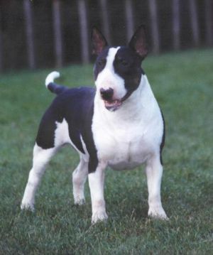 Grisse Basse Dazzling Decoration | Bull Terrier 