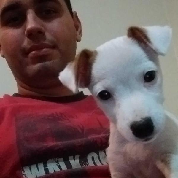 Senzalla Clubduchien Kiel | Jack Russell Terrier 