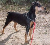 Ceriinan GIPSY | German Pinscher 