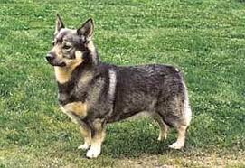 Kärradalens Artiga Arne | Swedish Vallhund 