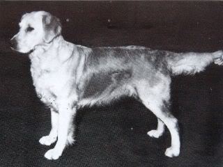 Deerflite Rainfall | Golden Retriever 