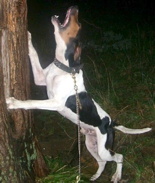 Kings Mtn Stylish Nut | Treeing Walker Coonhound 