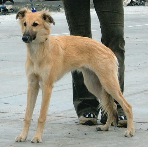 Bart Starr Beami Šahrak | Whippet 