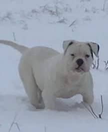 Lionesses' Pandora | American Bulldog 