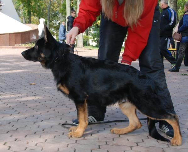 Yago iz Sloboganshiny | German Shepherd Dog 