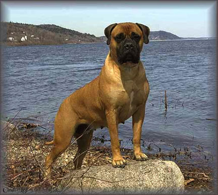 Kingslynne's Blonde Ambition | Bullmastiff 