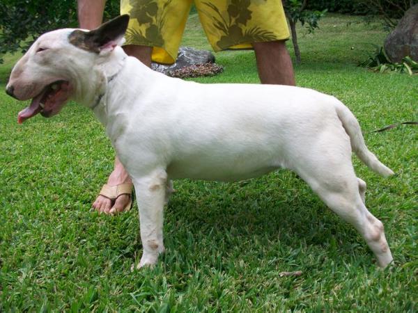 Enya de Peracho | Bull Terrier 