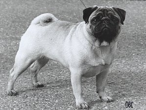 Moloss Dolce Vita | Pug 