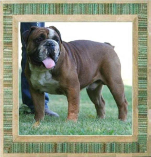 WhatAbout Me Clifford BRD | Olde English Bulldogge 