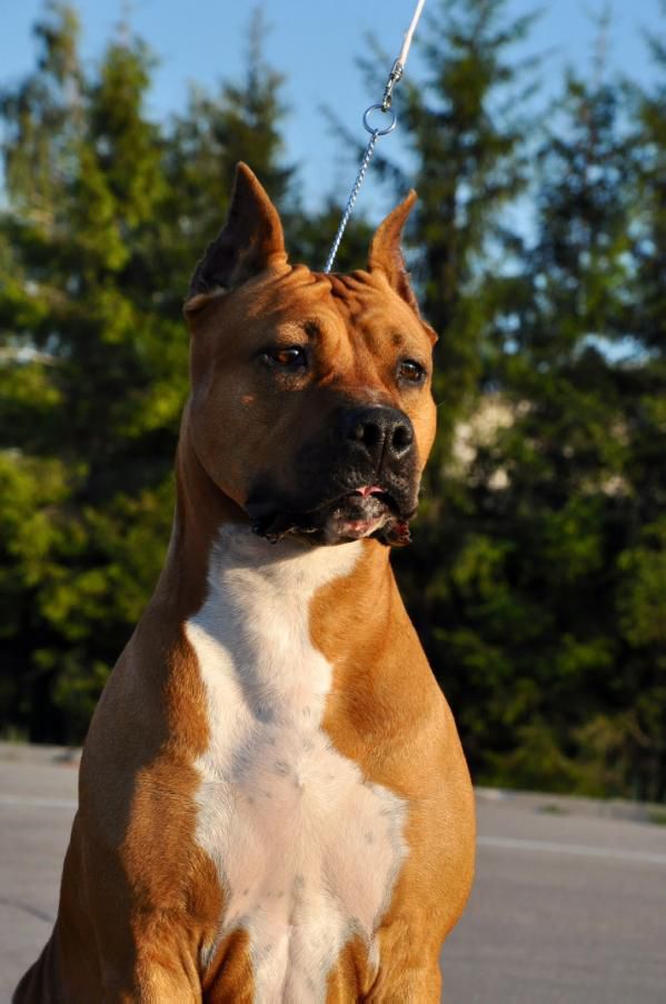 Asti Dog House Tsofia | American Staffordshire Terrier 
