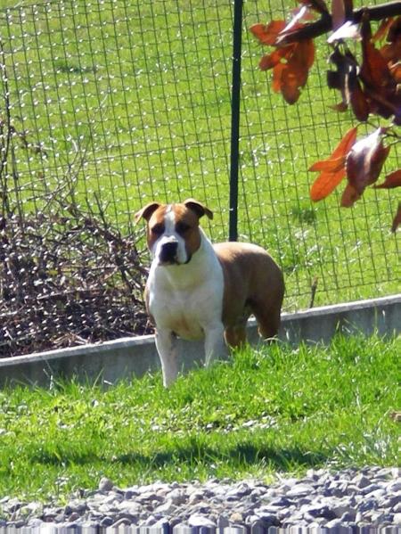 American History X Phoenix | American Staffordshire Terrier 