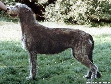 Sixpence of Kilmara | Irish Wolfhound 