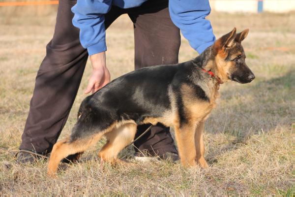 Dizzy vom Vrban haus | German Shepherd Dog 