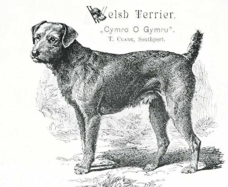 Cymro O Gymru | Welsh Terrier 