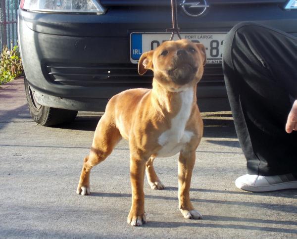 Suirstaff La Roux | Staffordshire Bull Terrier 