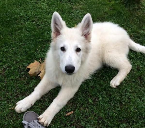 Joy of Alaska od Bijelih Andjela | White Swiss Shepherd Dog 