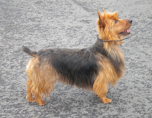 Temora's The Simple Life | Australian Terrier 