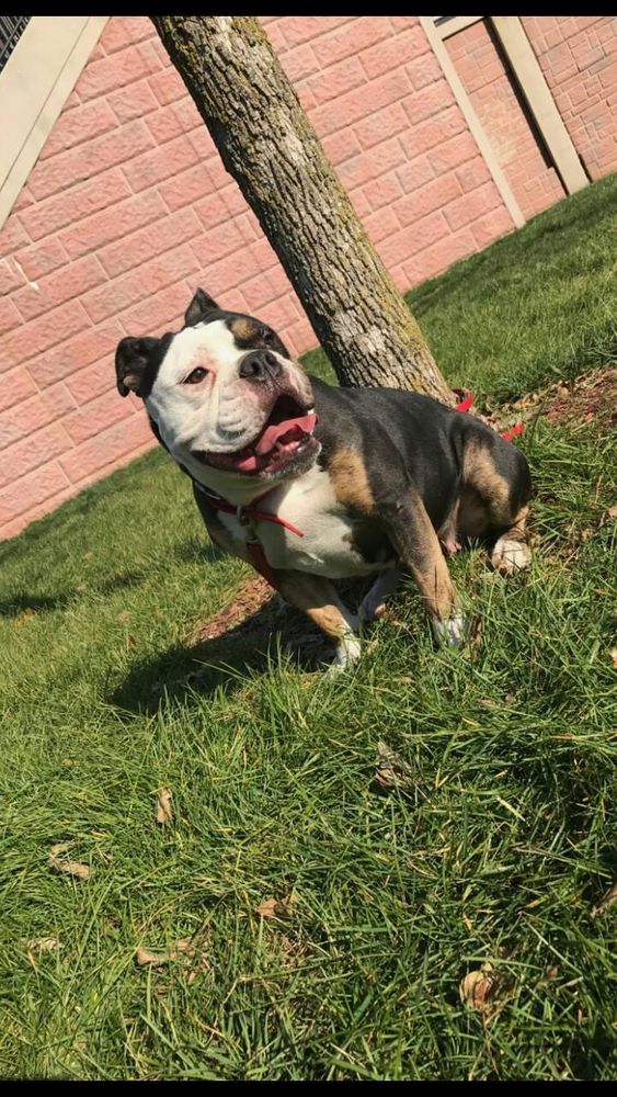 Broad St Bully’s Tequila | Olde English Bulldogge 