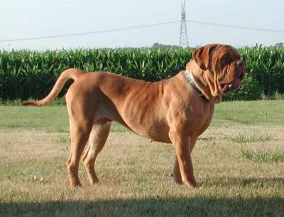 Red Dog Ridge Diosa Del Sol | Dogue de Bordeaux 