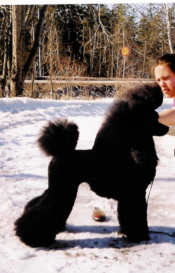 Isadora's Best Wishes To | Poodle 